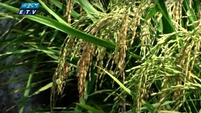 আরও তিনটি নতুন জাতের ধান উদ্ভাবন