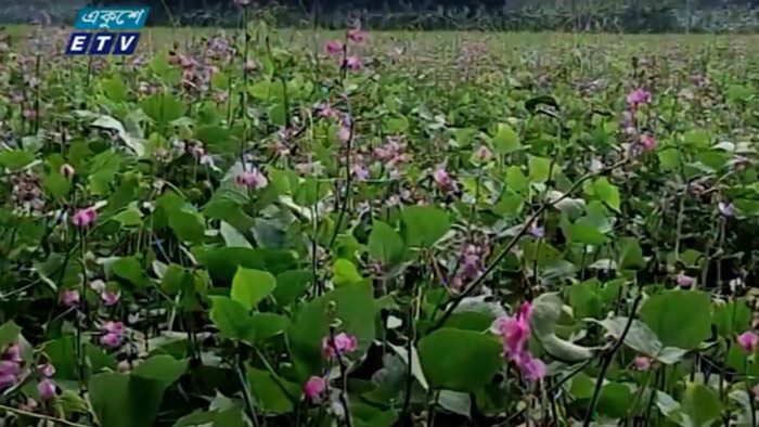 আগাম জাতের শিম চাষে লাভবান পাবনার কৃষকরা