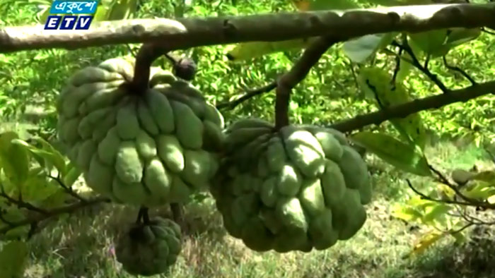 মেহেরপুরে শরিফা চাষে দারুণ সফলতা